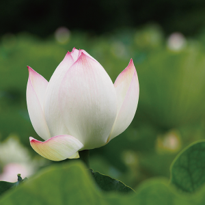 香典返しのご案内